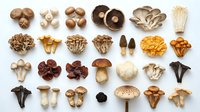 Variety of edible mushrooms arranged on white background including shiitake, oyster, enoki, maitake and other gourmet fungi species for culinary cooking.