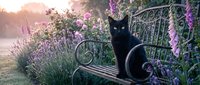 Black cat sitting on ornate metal bench surrounded by blooming purple lavender flowers in misty garden at sunrise, suitable for nature and pet-themed designs.