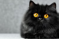 Adorable black Persian kitten with bright golden eyes and fluffy fur sitting against neutral background for pet photography and animal portraits.