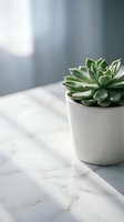 Small green succulent plant in white ceramic pot on marble surface with soft natural lighting for home decor and interior design concepts.