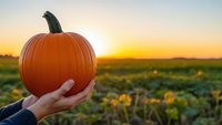 Hand holding fresh orange pumpkin in autumn field at golden sunset. Harvest season concept for fall decorations and seasonal celebrations.