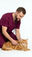Male veterinarian in burgundy scrubs examining orange tabby cat with stethoscope on white background for pet healthcare and medical checkup concepts.