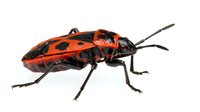Isolated red and black beetle with long antennae on white background, suitable for educational materials, nature illustrations, insect identification guides, and design projects.