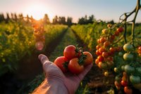 Hand holding fresh ripe tomatoes in organic garden during golden hour sunset with rows of tomato plants stretching into distance creating warm agricultural scene.