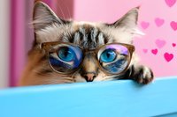 Adorable ragdoll cat with bright blue eyes wearing glasses peeks over blue surface against pink background with floating hearts, creating whimsical mood.