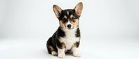 Adorable tricolor Corgi puppy sitting on white background, small dog with large ears and fluffy coat, pet portrait for design projects and marketing.
