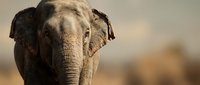 Asian elephant with large ears and textured skin facing camera in natural savanna habitat with blurred background for wildlife and nature projects.