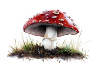 Red and white spotted amanita muscaria mushroom growing in grass and soil, detailed botanical illustration with water drops on cap surface.