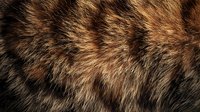 Natural brown and black animal fur texture with soft fluffy fibers creating organic pattern. Close-up macro photography shows detailed hair structure.