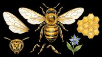 Honey bee illustration with anatomical details, honeycomb pattern, and wildflower isolated on transparent background. Ready for t-shirt design, clipart, stickers, sublimation, and print-on-demand products.