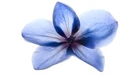 Delicate blue plumeria flower with soft purple center isolated on white background, petals showing detailed veining and natural texture. Suitable for tropical design projects.