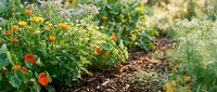 Vegetable garden with orange nasturtium flowers and companion plants growing in mulched soil for organic farming and sustainable gardening.