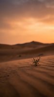 Solitary desert plant growing in golden sand dunes under dramatic orange sunset sky with rolling hills in background creating serene wilderness landscape.