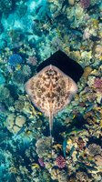 Stingray gliding over vibrant coral reef with colorful fish in crystal clear tropical waters. Marine life biodiversity underwater ecosystem for diving content.