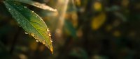 Green leaf with water droplets illuminated by golden sunlight rays creating natural bokeh background for organic wellness and environmental concepts.