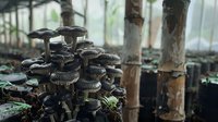 Dark cluster of wild mushrooms growing on forest floor near bamboo stalks, moody nature photography with shallow depth of field and natural lighting.