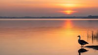 Serene heron silhouette standing in calm lake waters during golden sunset with warm orange sky reflection creating peaceful nature scene.