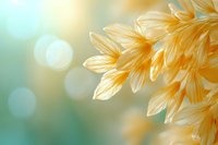 Delicate peach-colored flower petals with soft bokeh background in turquoise and gold tones create dreamy natural macro photography composition for wall art and greeting cards.