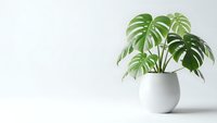 Monstera deliciosa houseplant in white ceramic pot on clean background for modern interior design and home decor projects.