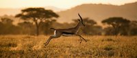 Graceful antelope leaping through golden African savanna grassland at sunset with acacia trees and mountains in warm light creating wildlife adventure scene.
