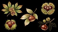 Autumn chestnut set with spiky husks, leaves, and seeds isolated on transparent background. Great for clipart, stickers, t-shirt design, sublimation, and print on demand.