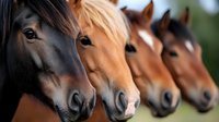 Four horse heads in row showing different coat colors from black to chestnut, close-up portrait with soft focus background, highlighting natural equine beauty.