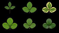 Strawberry leaves in various shades of green, isolated on transparent background. Ready for clipart, t-shirt design, print-on-demand products, stickers, and sublimation projects.