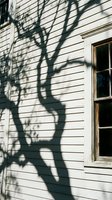 Tree shadow cast on white wooden siding wall with vintage window frame creating natural light patterns on rustic home exterior architecture.