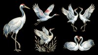 Watercolor crane birds in various poses isolated on transparent background, ready for t-shirt design, clipart, stickers, sublimation and print-on-demand projects.