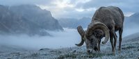 Majestic bighorn sheep with curved horns grazing on frosty mountain meadow at dawn with misty peaks and dramatic cloudy sky in wilderness landscape.