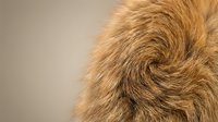 Close-up of golden brown animal fur with swirled texture pattern showing natural hair follicles and warm tones for pet care and wildlife concepts.