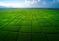 Aerial view of vibrant green rice paddy fields creating geometric patterns with terraces and plots against blue sky and mountain backdrop, agricultural landscape.