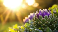 Purple artichoke bud in garden backlit by golden sunset light, with soft bokeh effect and green foliage creating natural organic composition.