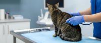 Veterinarian in blue scrubs and gloves examining tabby cat on clinical table in modern veterinary clinic during routine health checkup and medical consultation.