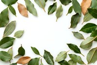 Fresh green and brown magnolia leaves arranged in border frame on white background, creating natural botanical composition for design layouts and seasonal decor.