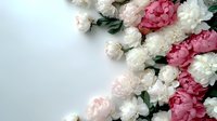Fresh pink and white peonies arranged diagonally on light background with copy space. Romantic floral composition for wedding, celebration or spring design.