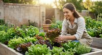 Young woman gardener harvesting fresh lettuce and leafy greens from raised garden beds in sunny backyard vegetable garden during golden hour.