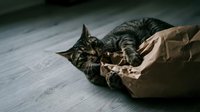 Tabby cat playing and relaxing inside crumpled kraft paper bag on wooden floor, curious pet enjoying cardboard toy for enrichment and entertainment.