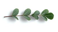 Fresh green eucalyptus branch with round leaves isolated on white background, natural botanical element for design projects and floral arrangements.