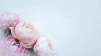 Soft pink peony flowers arranged on clean white background with copy space for wedding invitations, greeting cards, and romantic design projects.