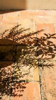 Delicate plant shadow cast on warm terracotta brick paving stones creating natural patterns in golden sunlight for garden and landscape design projects.