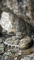 Snow leopard mother with cubs resting on rocky mountain terrain in natural habitat displaying maternal care and family bonding behavior.