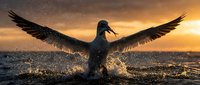 Seabird landing on ocean water with outstretched wings at golden sunset, creating dramatic splash and silhouette against warm sky for wildlife photography.