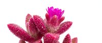 Vibrant magenta cactus flowers with sparkling dewdrops isolated on white background, perfect for botanical designs and nature-themed projects.