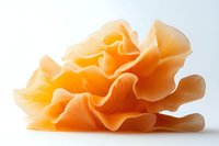 Delicate orange oyster mushroom with ruffled layers and soft folds isolated on white background, showcasing natural organic textures and patterns in macro detail.