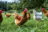 Free range chickens and roosters walking on green grass meadow with wildflowers. Farm birds foraging naturally outdoors in sunny summer pasture.