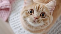 Close up portrait of cream colored cat with big round eyes and pink nose looking up at camera against soft blurred background. Curious expression.
