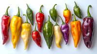 Fresh colorful chili peppers arranged in row on white background, including red, yellow, green, orange and purple varieties, isolated for easy design use.