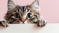 Curious tabby cat with big blue eyes peeking over white edge against pink background, showing paws and playful expression. Perfect for pet care and social media.