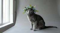 Gray tabby cat wearing a floral crown with white and blue flowers, sitting indoors near a window on white surface for pet, spring, and nature-themed designs.